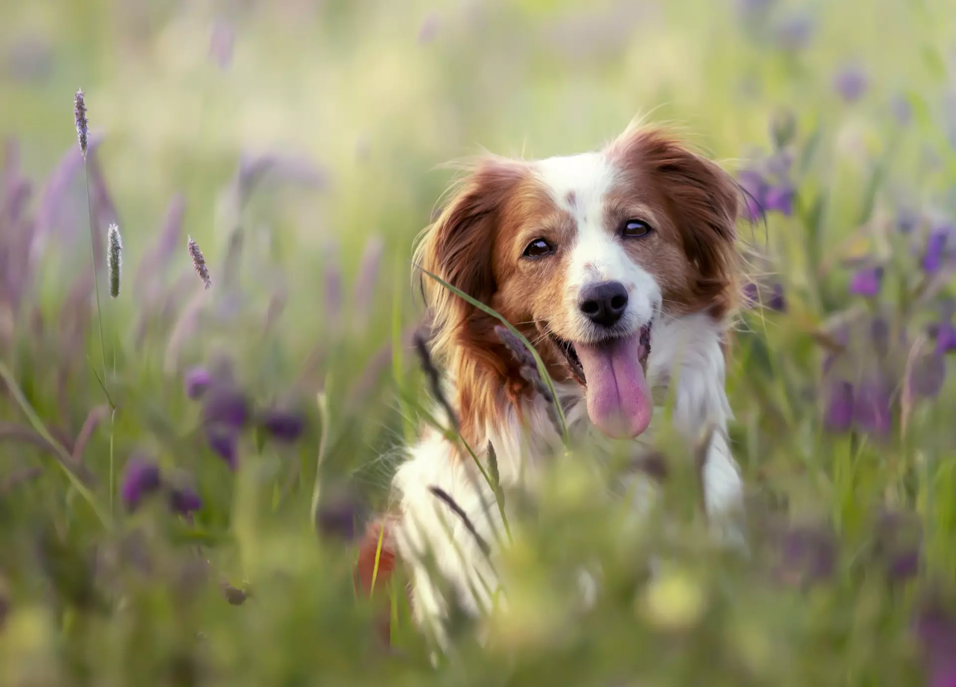 Veterinarian in Barnegat, NJ